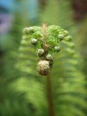 close up of fern leaf