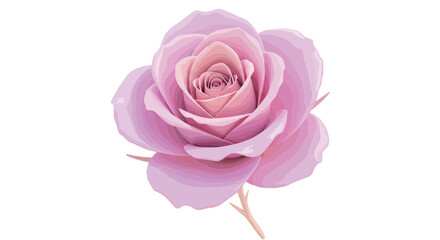 Elegant pink rose on white background with detailed petals