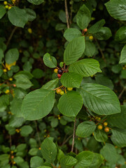 green leaves on a bush with black red and yellow berries