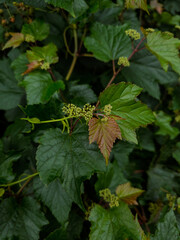 green leaves in the forest