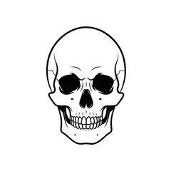 Fototapeta premium Artistic Skull Illustration: A detailed illustration of a human skull. The symmetrical design accentuates the natural contours, emphasizing both the macabre and the artistry.