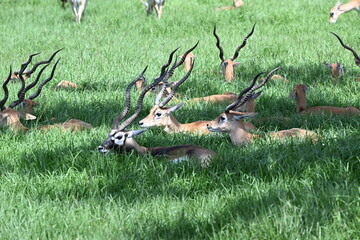 male and female blackbucks cool off in cold deep grass