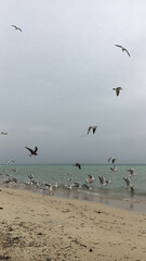 seagulls on the beach
