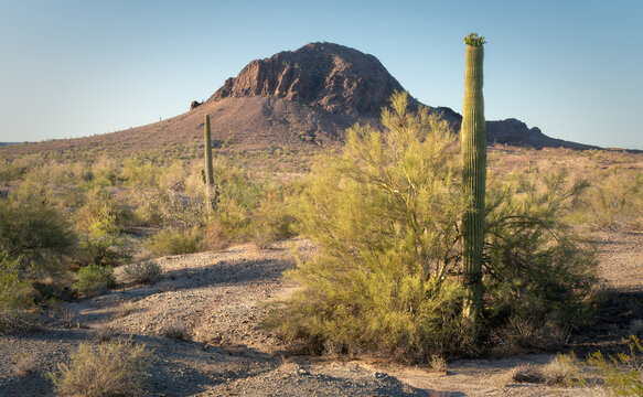 Saguaro in Bloom Beneath Fourth of July Butte, Maricopa County