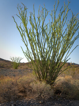 Sonoran Desert Rainfall Brings Ocotillo to Life