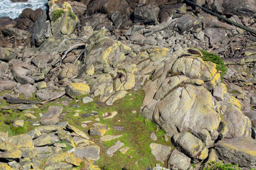 Rocky Coastal Landscape with Mossy Boulders