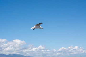 Seagull in Flight Against a Blue Sky