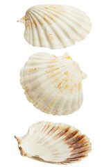 Sea shells on white isolated background