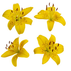 Yellow lilies on a white isolated background