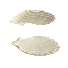Sea shells on white isolated background