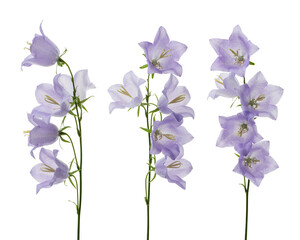 Purple bells on white isolated background