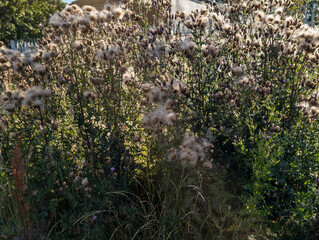A cluster of Creeping Thistle (Cirsium arvense) - Edinburgh, Scotland, United Kingdom