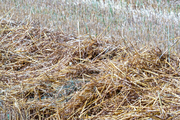 Fototapeta premium Dry straw covering field after harvest creating contrast