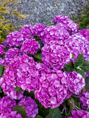 A vibrant cluster of Hydrangea macrophylla - Edinburgh, Scotland, United Kingdom