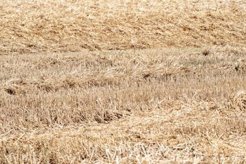 Harvested wheat field creating lines of straw in rural landscape