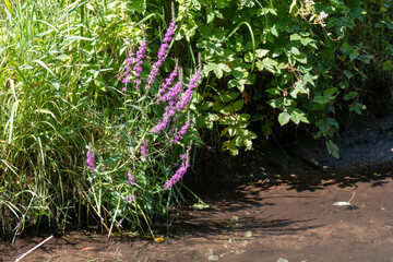 Purple loosestrife growing on the bank of a stream