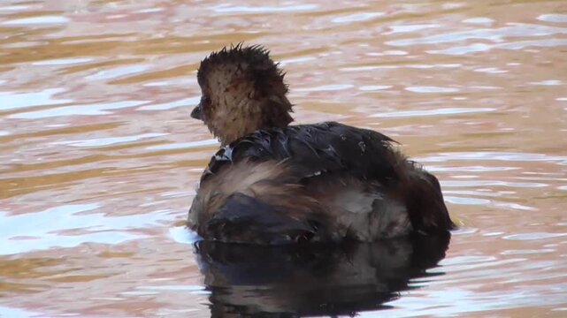 Little Grebe or Dabchick (Tachybaptus ruficollis) Diving For Food on a Lake