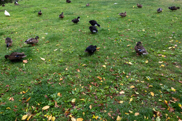 Ducks grazing on grass covered with fallen leaves in autumn