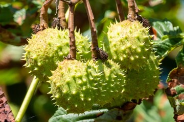 Green horse chestnuts growing on a tree branch