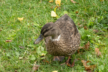 Female mallard duck walking on grass in autumn