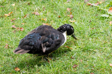 Duck pecking grass in city park during autumn day