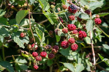 Ripe and unripe blackberries growing on a bush in summer sunlight