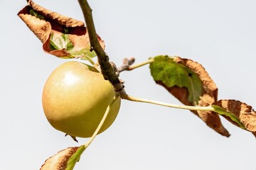 Golden delicious apple hanging on branch with dry leaves