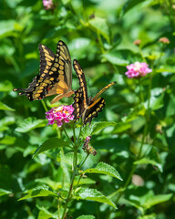 Giant Swallowtail Pair on Lantana