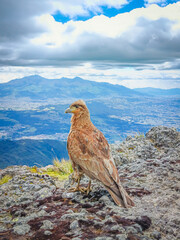 Pasochoa Volcano, Pichincha, Ecuador - July 5, 2025: The curiquingue, chimango, among other names,...