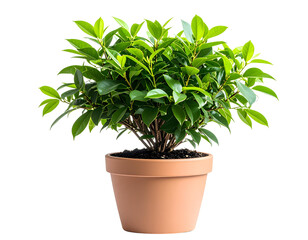 Fototapeta premium Minimalist Potted Houseplant with Lush Green Leaves, Centered PNG.