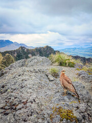 Pasochoa Volcano, Pichincha, Ecuador - July 5, 2025: The curiquingue, chimango, among other names,...