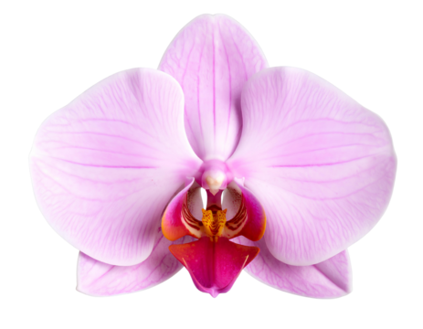 Single Blooming Pink Orchid with Velvety Petals, Centered PNG Cutout.