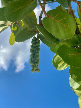 Sea grape on blue sky