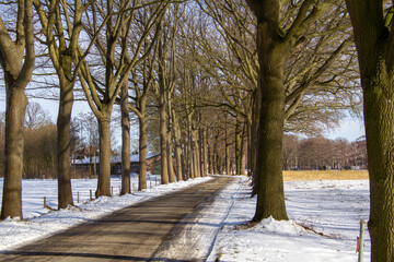 Avenue in winter landscape in Zelhem