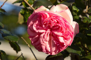 Pink peony rose during sunset