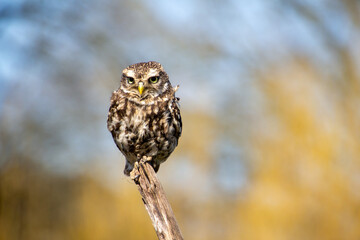 Little owl, looking at the camera