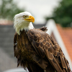 American bald eagle