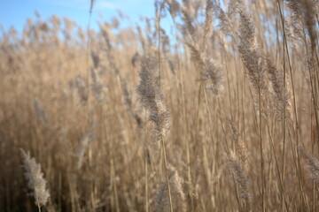 reeds in the wind