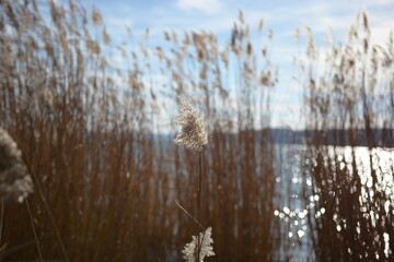 Obraz premium reeds in the wind