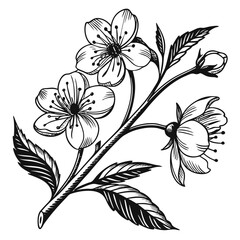 Black and white floral background with flowers leaves and nature elements in vector design