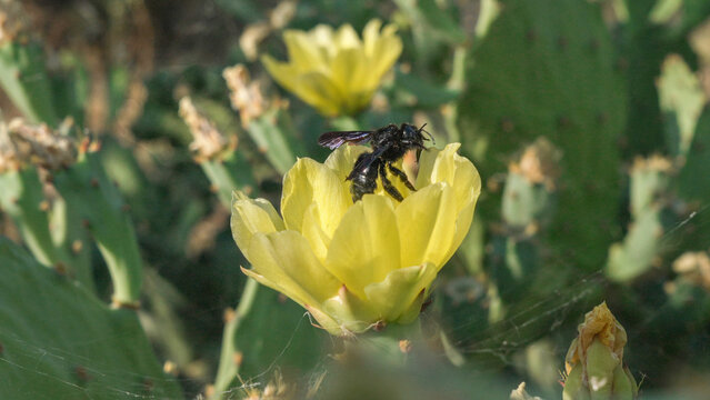 Vibrant Yellow Cactus Opuntia Ficus Flower with a bee