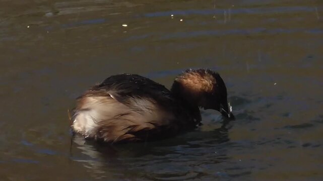Little Grebe (Tachybaptus ruficollis), or Dabchick, Feeding on a Lake