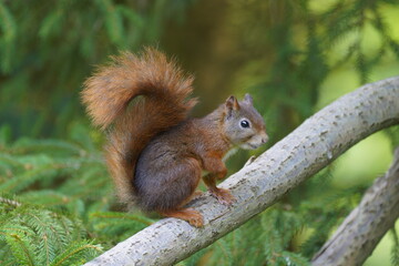 eurasian squirrel