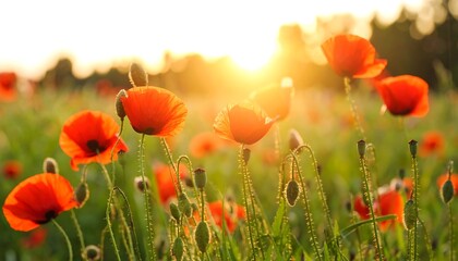 Naklejka premium Poppy field at sunset
