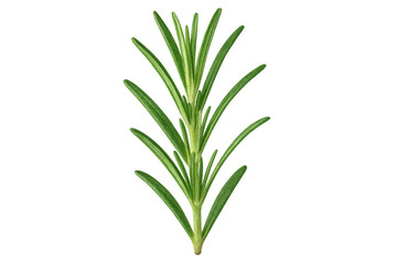 Fototapeta premium Close-up of a vibrant green rosemary sprig, isolated on a transparent background, ready for use in food photography or design projects