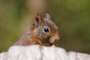 eurasian squirrel