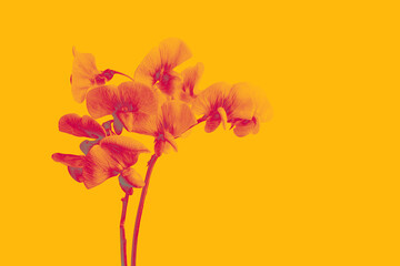 Digitally enhanced sweet pea flowers in warm pink tones on vibrant yellow background. Bold floral concept. Copy space