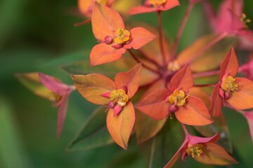 Griffith spurge, Euphorbia griffithii