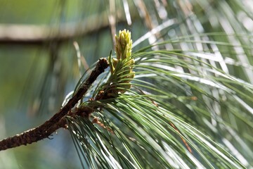 Needles of a Bhutan pine, Pinus wallichiana