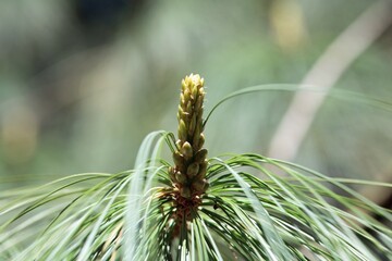 Needles of a Bhutan pine, Pinus wallichiana